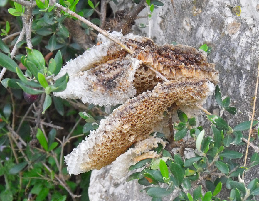 Nido abbandonato di Apis mellifera